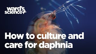 Caring and Culturing for Daphnia [upl. by Fellner]