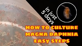 How to Culture Magna Daphnia Easily [upl. by Arihday]