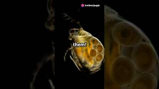 How to culture Daphnia for your Aquarium [upl. by Adnwahsal]