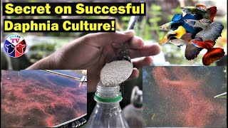 How to Culture Daphnia Successfully [upl. by Ayo349]