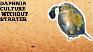 HOW TO CULTURE DAPHNIA NATURALLY WITHOUT A STARTER [upl. by Sirrad]