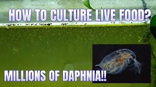 How to Culture Daphnia Secret Method to Breed MILLIONS  Simply Aquatic [upl. by Schofield]