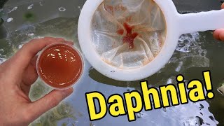 How I Culture Daphnia In Outdoor Tubs [upl. by Belda]