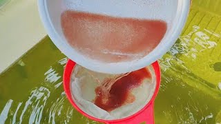 How to culture daphnia  Daphnia culture  How to grow daphnia outdoor [upl. by Hett]