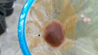 How to culture daphnia moina in a small container Part 1 English Subtitle [upl. by Rhea]