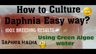 Daphnia MagnaHow to Culture Daphnia Easy wayCulturing Daphnia using Green water Daphnia [upl. by Rothstein]