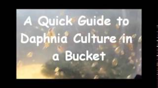 How to culture daphnia outside [upl. by Nosreffej]