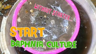 How to culture daphnia moina the easy way 1  Starting the Daphnia culture [upl. by Laure]