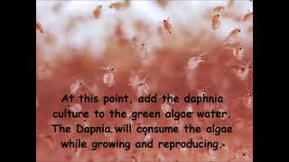 Daphnia  How to grow daphnia in your home [upl. by Akinak11]