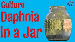 How to Culture Daphnia in a Jar [upl. by Tully]