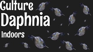 How to Culture Daphnia [upl. by Kant637]