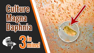 How to culture DAPHNIA MAGNA  The easy way [upl. by Sato672]