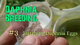 Daphnia Culture made simple and easy 3  Hatching Daphnia eggs [upl. by Sarson324]