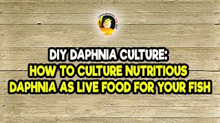 DIY Daphnia Culture How to Culture Nutritious Daphnia as Live Food for Your Fish [upl. by Brooke]