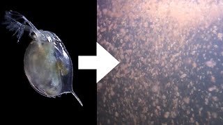 How I Culture Daphnia [upl. by Kalfas]