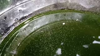 DAPHNIA MOINA CULTURE IN A SMALL BUCKET [upl. by Laamak]