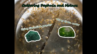 How To Culture Daphnia and Moinas using Green Water Spirulina powder [upl. by Fritzie588]