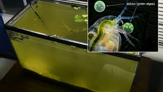 Raising Daphnia for the Freshwater Aquarium [upl. by Ahsitahs843]