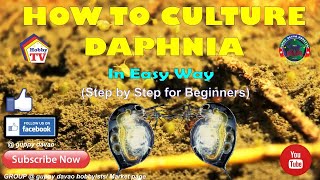 HOW TO CULTURE DAPHNIA In Easy Way [upl. by Viki583]